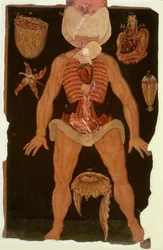 Ms Hunter 364 Tafel XII Dissektion (offener Zustand) aus Anatomische Tafeln, von John Banister (1540-1610)